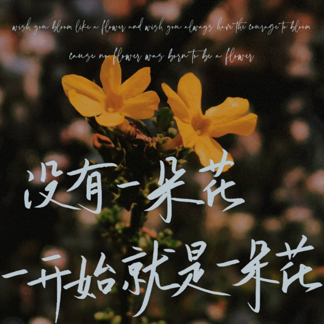 没有一朵花🌸