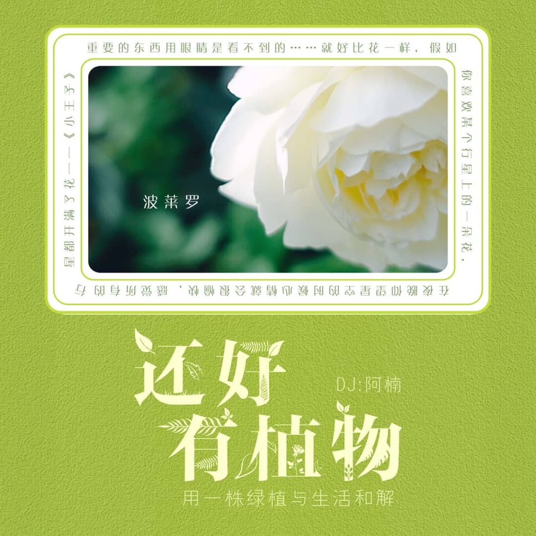 还好有植物
