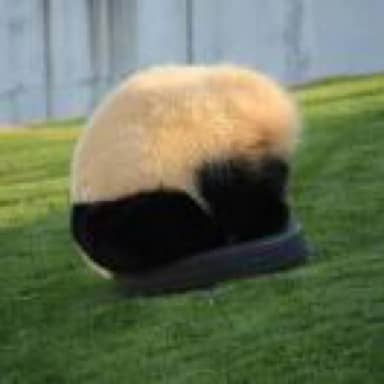 采采的树洞