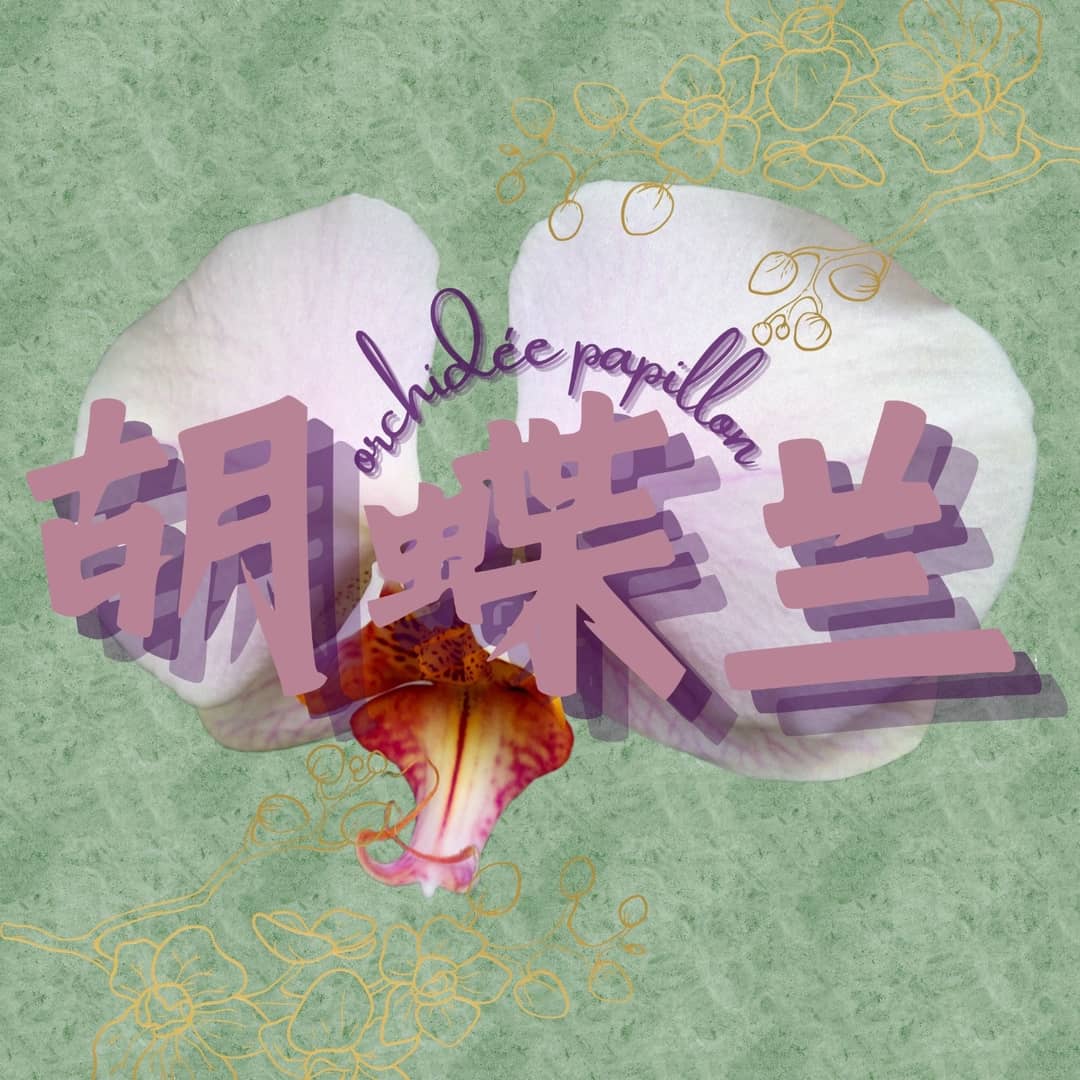 胡蝶兰