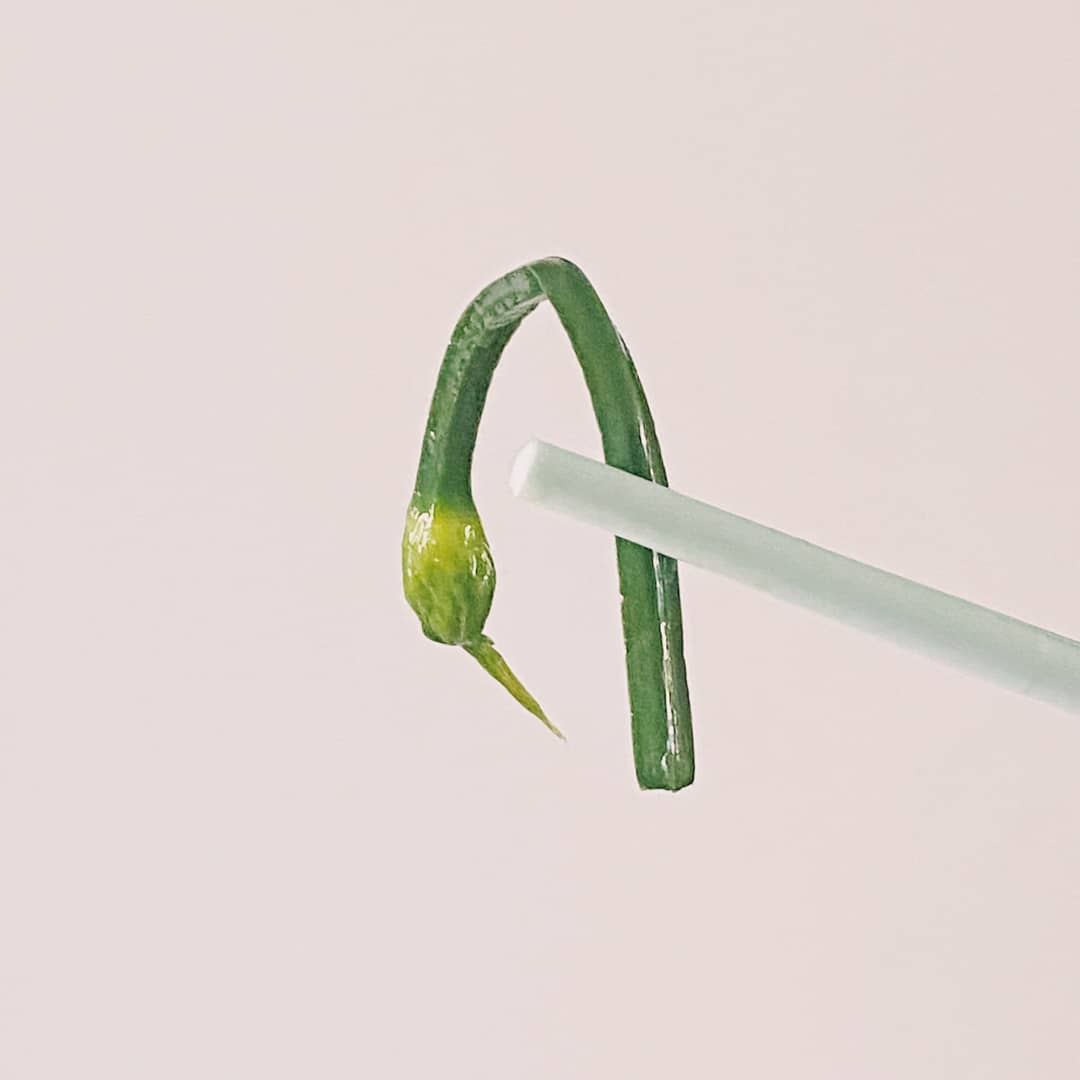 韭菜花