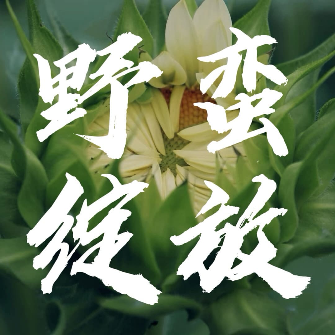 野蛮绽放