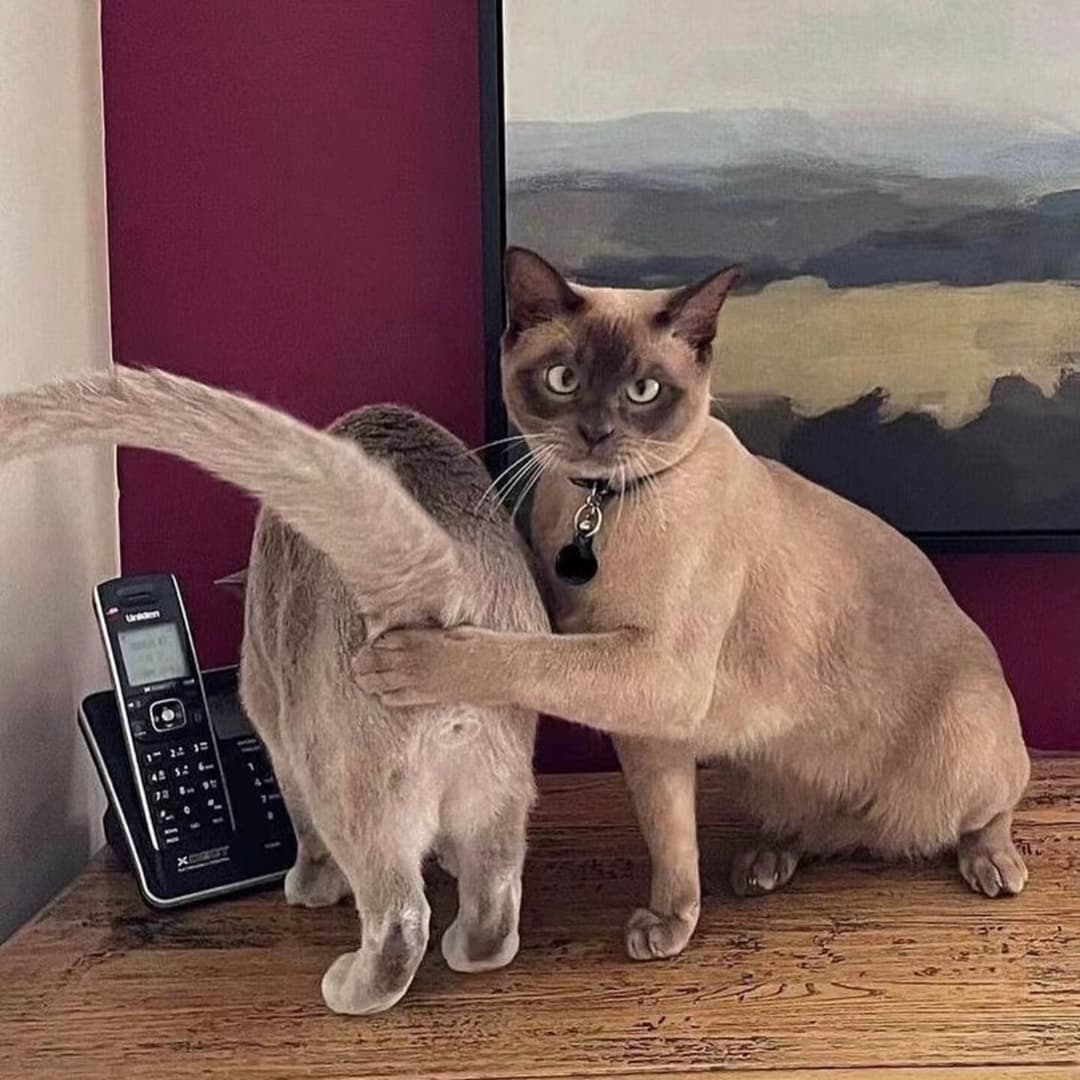 CivilSavage