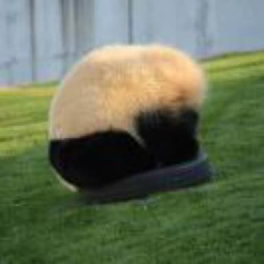 采采的树洞