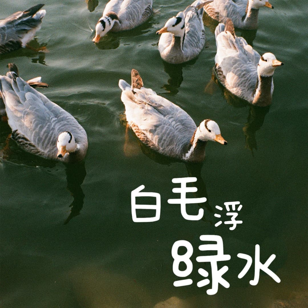 白毛浮绿水