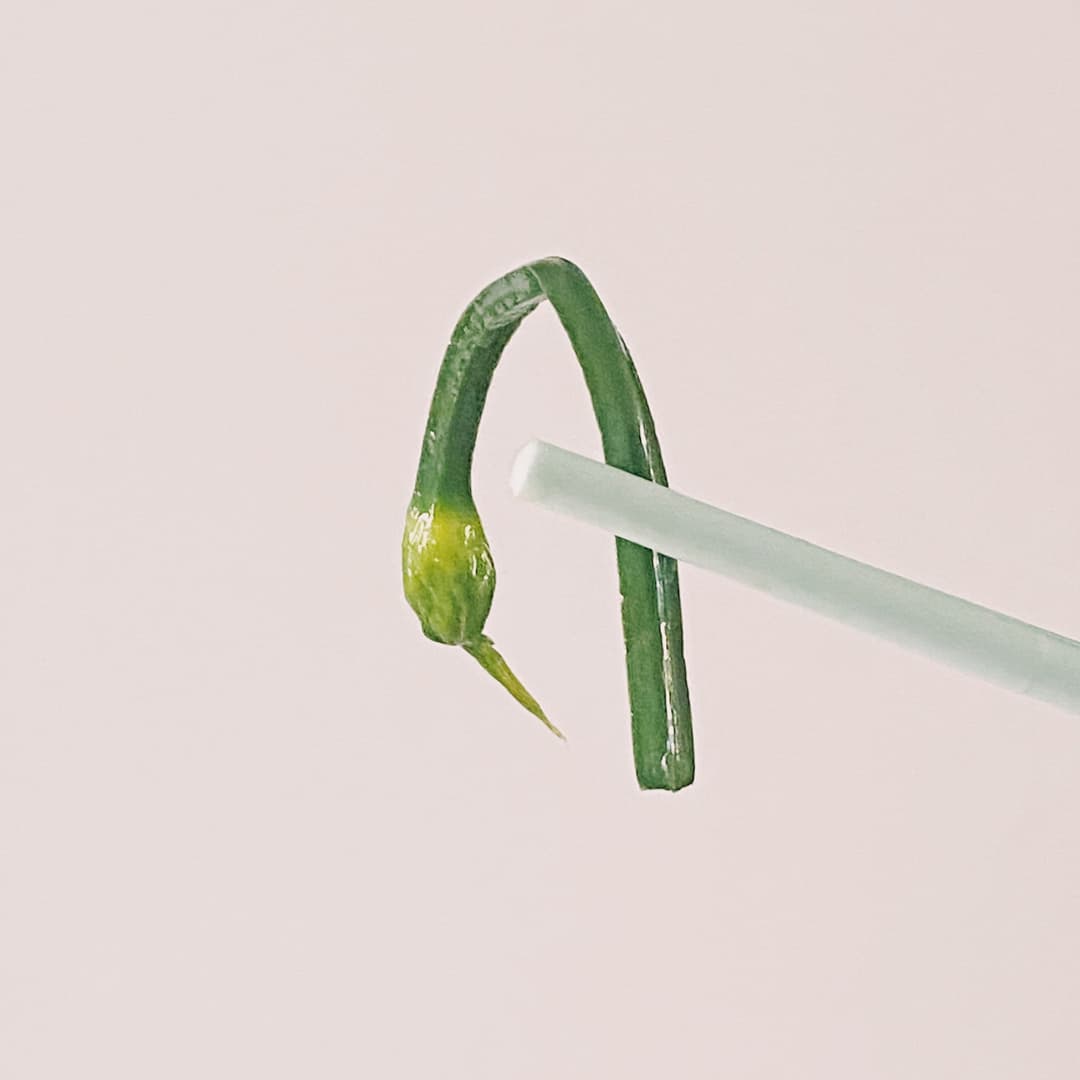 韭菜花